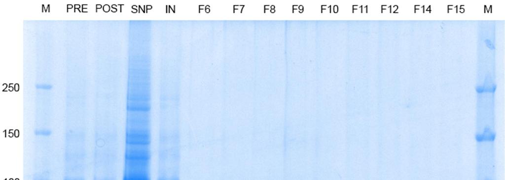 SDS-page
