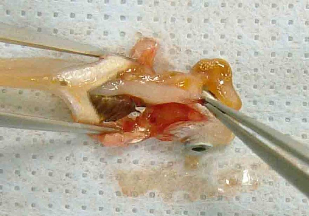 päättymistä dating reagensseja ja ratkaisuja laboratorioissa mitä FDA odotukset