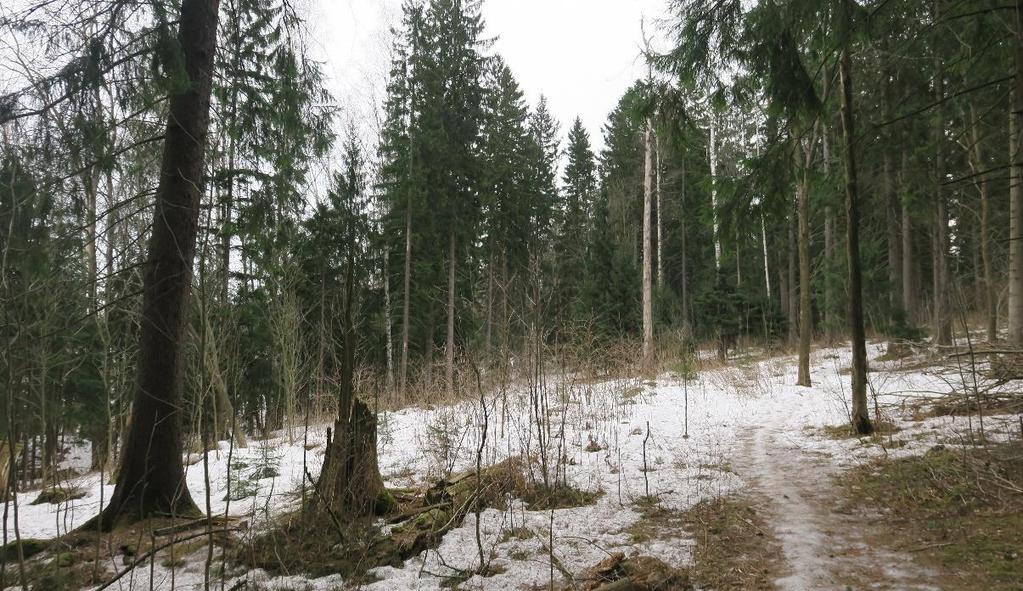 4 JOHTOPÄÄTÖKSET JA SUOSITUKSET Patolan metsästä rajattiin kaksi liito-oravan ydinaluetta, joiden välissä on liito-oravan liikkumisen mahdollistavaa metsää.