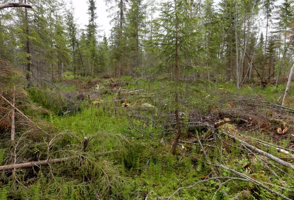 FCG SUUNNITTELU JA TEKNIIKKA OY Haapaveden Rahkolan tuulivoimapuisto 15 (34) Kuva 10. Puustoltaan käsiteltyä metsäkortekorpea Kiimalan itäpuolella.