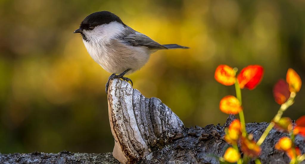 LUONTOPANEELI SUOMEN KANSALLINEN IPBES-PANEELI Globaali