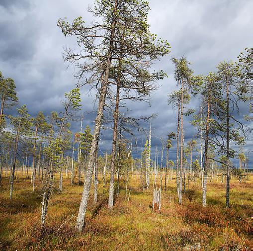 1 Laajennetaan suojelualueita ja ennallistetaan elinympäristöjä A4 C1 D1 D6 D7 Vapaaehtoisuuteen perustuva Metso-ohjelma on maanomistajien, metsäteollisuuden, luonnonsuojelijoiden sekä hallinnon
