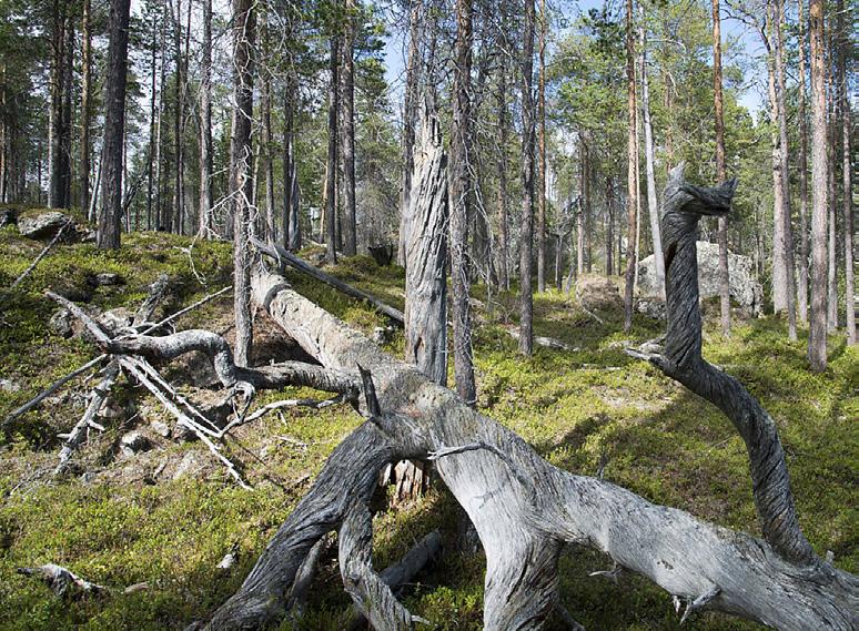 4 Huomioidaan ilmastonmuutos ja luonnon monimuotoisuuden suojelu yhtä aikaa B2 C5 D8 Ilmastonmuutos ja luonnon monimuotoisuuskato ovat vahvasti kytköksissä toisiinsa.