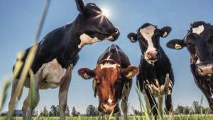 TONKKAPOSTI LOKAKUU 2018 Enemmän rasvaa parempi maitotili Korkeat maidon pitoisuudet parantavat taloudellista tuottavuutta. Raisioagron uudet KM -rehut nostavat maidon pitoisuuksia.