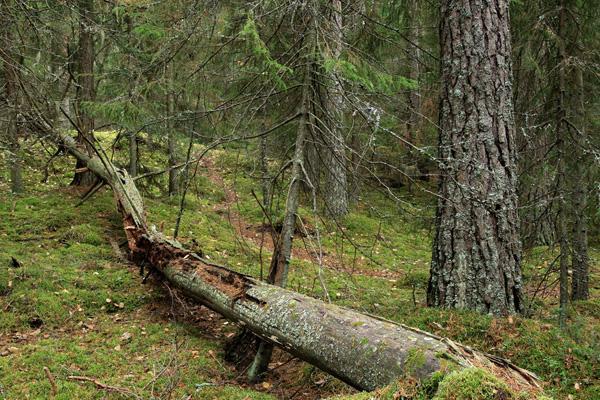 1 Kauppi-Niihaman vertaissuunnitteluryhmän Luontotyypit esitys 2.5.2019 1.