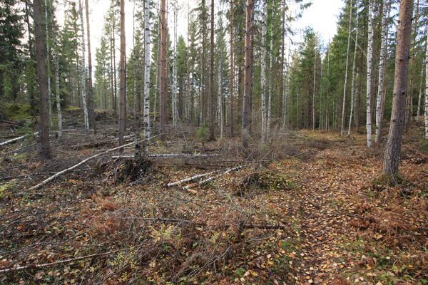 Ryhmämme päälähtökohta on, että Kauppi-Niihaman metsät säilytetään nykyisessä laajuudessaan eikä niitä enää supisteta rakentamisella tai muulla maankäytöllä.