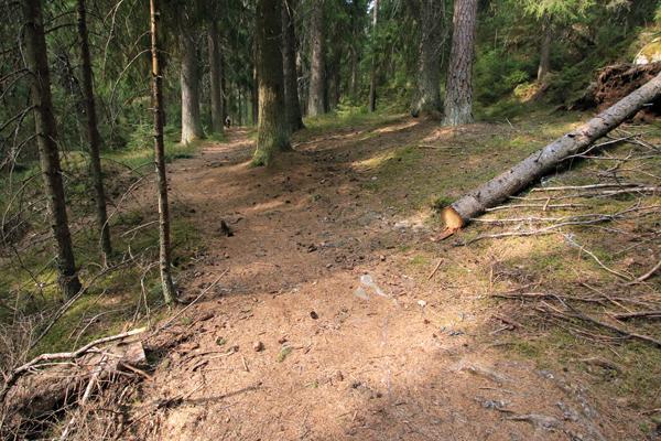 Metsälajien taantuminen koko Suomessa osoittaa, että käytäntöjen on muututtava. Kuvat 8 ja 9.