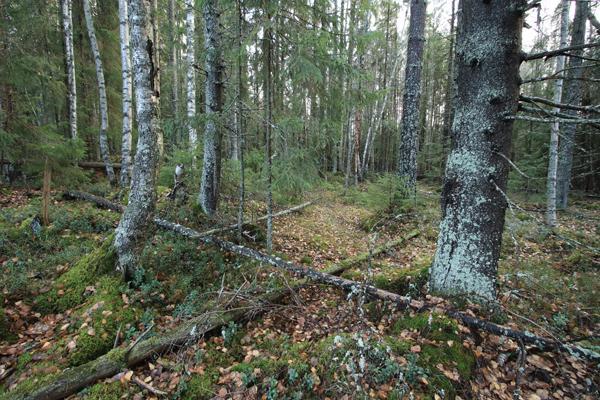 Termit "hallittu hoitamattomuus" tai "hallittu luonnontila" soveltuisivat jatkossa kuvaamaan Kauppi- Niihaman metsien käsittelyn periaatteita niillä alueilla, joista ei perusteta