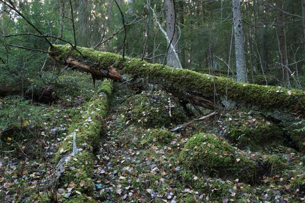 Koska puuntuotanto ei ole virkistysalueiden tehtävä, ei metsätaloudessa vallitseva kiertoaika-ajattelu sovi lähtökohdaksi mahdollista käsittelyä suunniteltaessa. Kuvat 10 ja 11.