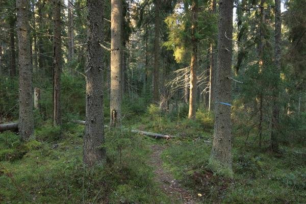 5 Lahopuun määrää voitaisiin järjestelmällisesti lisätä esimerkiksi juuri hallitun hoitamattomuuden keinoin.