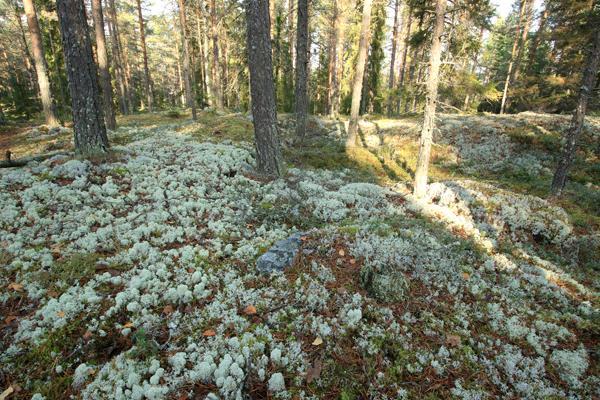 esimerkiksi vain maisemahaittana. Taajamametsiä uhkaa sirpaloituminen asunto- ja tierakentamisen myötä. Sirpaloituminen lisää myös jäljelle jäävien metsien kulumista.