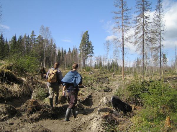 6 2b. Ennallistamiskohteet ja seurantakohde Esitämme, että Kauppi-Niihaman alueella ennallistetaan sellaisia nuoria tai nuorehkoja (varttuneita metsiä), jotka ovat rakenteeltaan yksipuolisia ja