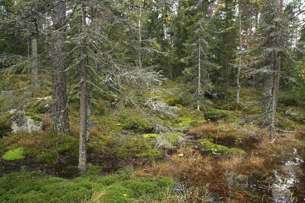 perusteltua rauhoittaa paljon laajempi alue. 3b. Uudet suojeluesitykset Esitämme seuraavia kolmea aluetta luonnonsuojelualueiksi: 1.