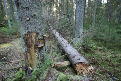 9 Alue koostuu Soukonvuoren nykyisestä luonnonsuojelualueesta, Lahnakallion tulevasta luonnonsuojelualueesta, Soukonvuoren pohjoispuolisesta luonnonsuojeluohjelman muusta kohteesta sekä