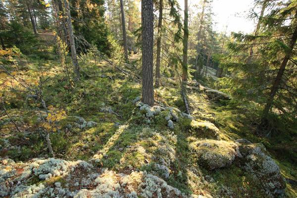 Alueella on maisemallisesti hieno Hepovuoren kalliometsä sekä Kauppi-Niihaman ainoa avosuo; ojittamaton Isosuo. Isosuolla on avoimien suotyyppien (mm.