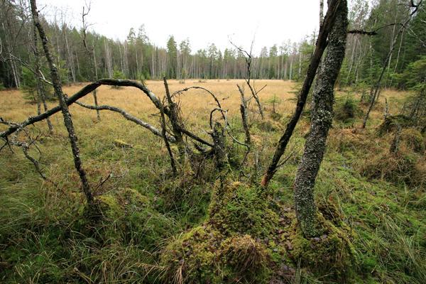 Isosuon tuntumassa kasvaa jonkin verran metsälehmusta.