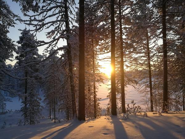 Puusto on pääasiassa eri-ikäistä mäntymetsää.