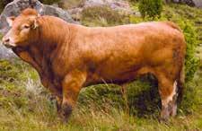 MELOMAN on ranskalainen, sarvellinen charolais-sonni. Sen arvostelut poikimahelppoudesta ovat loistavat, kuten myös arviot tyttärien emo-ominaisuuksista ja maitoisuudesta.