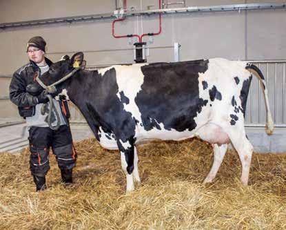 Sitä seurasivat Melli-Nalle (Balisto x VH Musa), Muumi-Nalle (VH Cosmo x VH Musa) ja Nalle-suvun ulkopuolelta Niisku-Iina (Jedi x VH Miracle).