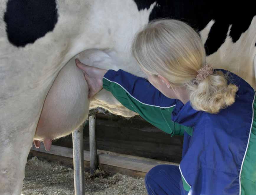 Karjan kehittämisen avuksi - FabaRANE Karjan koon kasvaessa ja keskituotoksen noustessa lehmien rakennearvostelun merkitys korostuu entisestään.