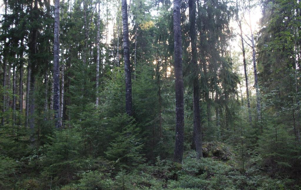 Kuva 3. Eteläisen alueen osa-aluetta D. tervalepästä (Alnus glutinosa). Kookkaat haavat ovat yleisiä. Nuorempien kehitysvaiheiden puita tavataan metsätaloushistoriasta johtuen paikoin vähänlaisesti.