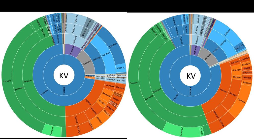 Bakteerit kasteluvesialtaissa ympäristöbakteereja Yleisimmät suvut: Limnohabitans,