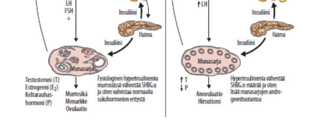 sokerinsieto Gestaaiodiabeteksen riski 2-3x, obesiteetti lisää muidenkin