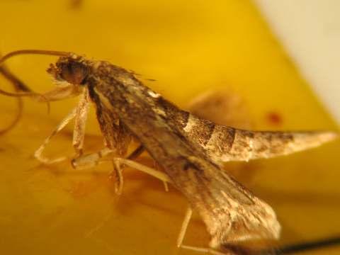 Duponchelia fovealisperhosen integroitu torjunta Duponchelia fovealis on Välimeren alueelta peräisin oleva perhonen, jonka toukat vioittavat pahiten begoniaa, Kalanchoeta, syklaamia ja gerberaa.