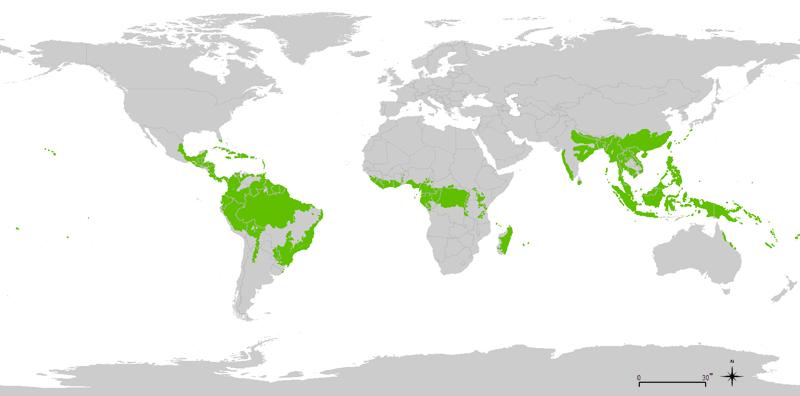 4 Kuva 1 Maapallon sademetsien sijainti. https://ca.wikipedia.