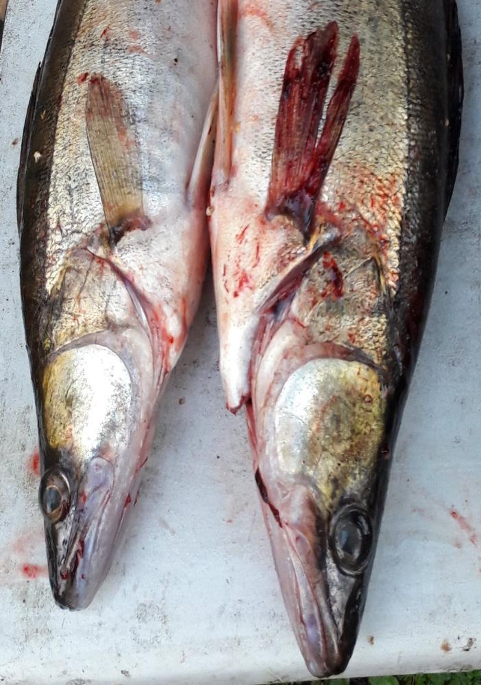 4 lähes valkoista (Halal-liha). Verestetty kala kannattaa laittaa kala-astiaan pää alaspäin, jolloin veri pääsee paremmin vuotamaan ulos.