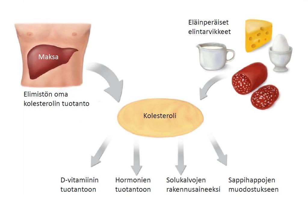Mitä kolesteroli on