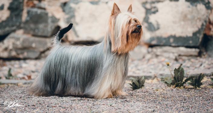 Vuoden 2018 palkittavat silkit: Vuoden Silkkijunior 2018 1.Nanasilk Mama I m Coming Home 2.Sericum Quick Step 3.Curiosity Makes Me Stunning Vuoden Silkkinuori 2018 1.