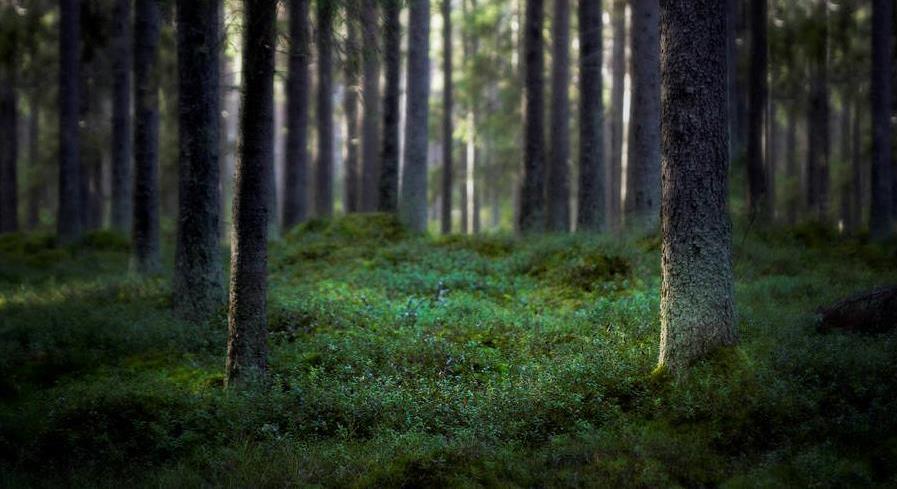 Tärkeimmät huomioitavat asiat luontomatkailussa kestävyyden osalta Tuotamme palvelut ympäristöystävällisesti, jättämättä jälkiä ympäristöön ja kuluttamatta luontoa Jätteiden lajittelu, kierrätys ja