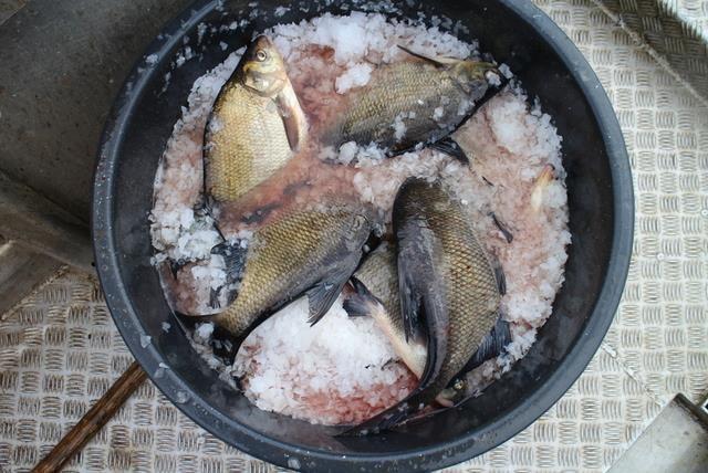 Lahnaa. 4.5 Perkaaminen ja massaus Säyneen, särjen ja lahnan perkaaminen ja massaus tehtiin Pietari Purasen tuotantotiloissa, jossa sesonkiapuna oli kaksi työntekijää.