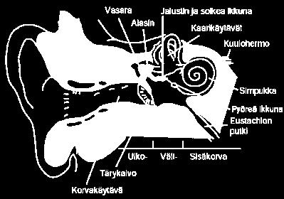 17 jektiiviseen ja inhimilliseen puoleen. Tässä luvussa tutustutaan lyhyesti ihmiskorvan rakenteeseen, kuuloon ja siihen miten se toimii, sekä ääneen sellaisenaan, miten ihminen sen aistii. 2.