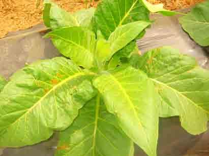 otsa gene Tobacco