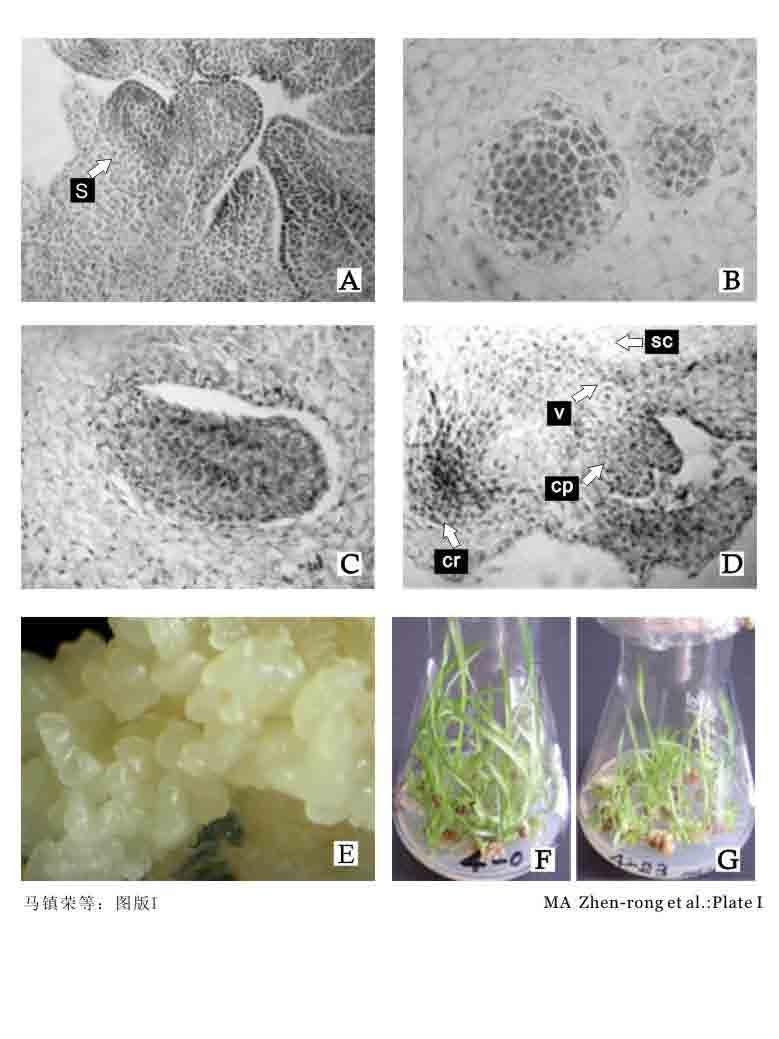 Development process of a somatic