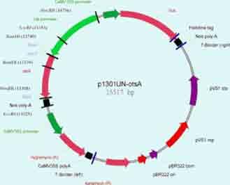 Construction of plant expression vector p1301un-otsa