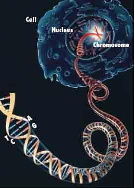 PCR amplification Restriction digestion