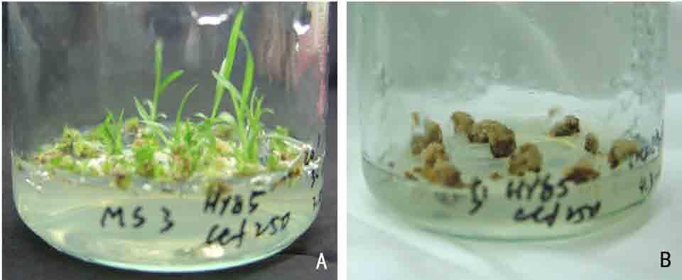 Hyg B resistant buds A: Resistant buds