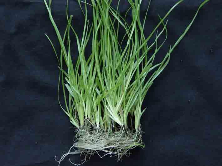 Hyg B resistant plantlets Resistant