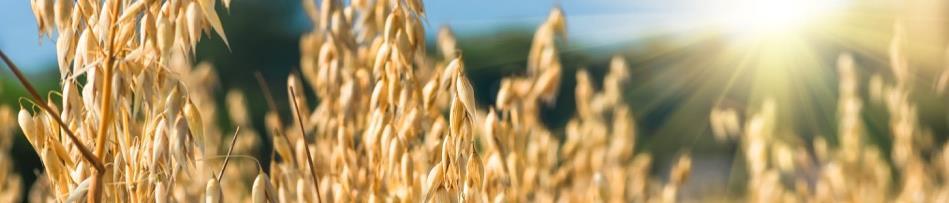 Our passion is to nourish well-being through desirable and sustainable plant-based food solutions.