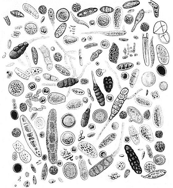 Aerobiologia Aerobiologia on orgaanisia, passiivisesti ilmassa leviäviä hiukkasia koskeva tutkimus (bakteerit, virukset, alkueläimet, itiöt, pienenpienet hyönteiset, siitepölyhiukkaset )