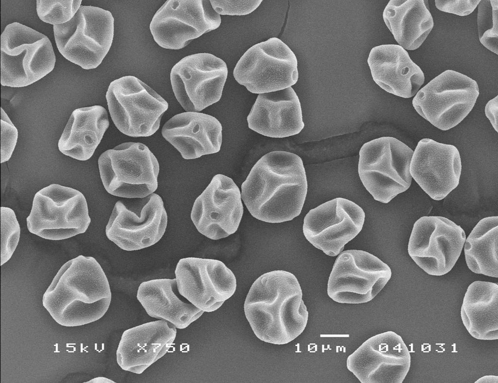 Siitepölyseuranta Kolmepoorisia koivun siitepölyhiukkasia pyyhkäisyelektronimikroskoopilla kuvattuna. Turun yliopiston biodiversiteettiyksikkö / Kari Kaunisto.