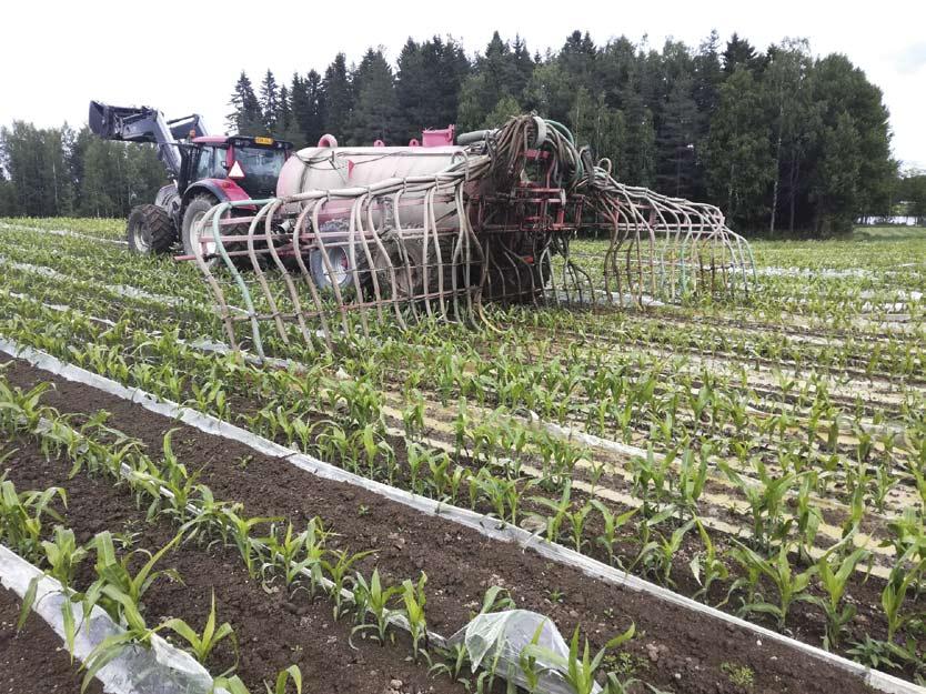 Jaetussa lannoituksessa nestejae jae in tasan kahteen levityskertaan ja toinen levityskerta oli kuukauden päästä kylvöstä maissin ollessa noin 30 cm korkeaa.