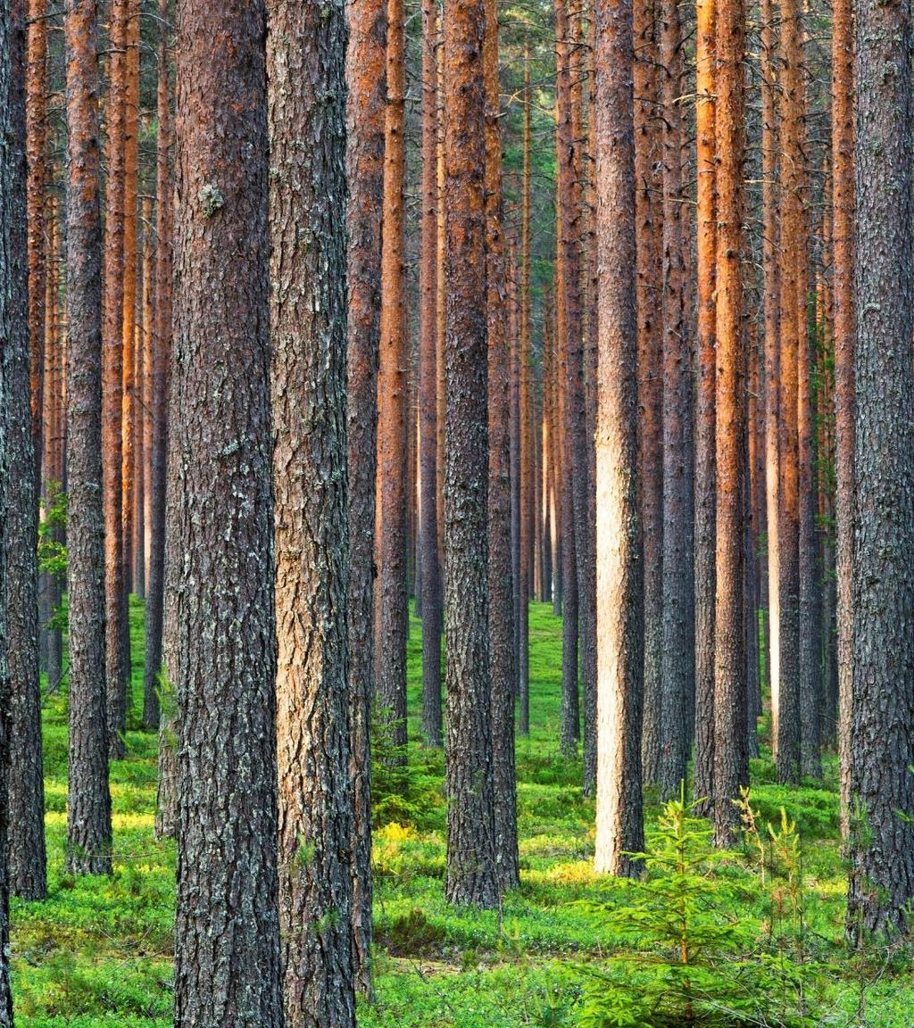 Esityksen sisältö Metsä Fibre Globaalit volyymit Tuotannot / Varastot