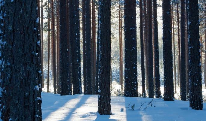 Päätuotteemme ovat korkealaatuiset pohjoisesta puusta valmistetut