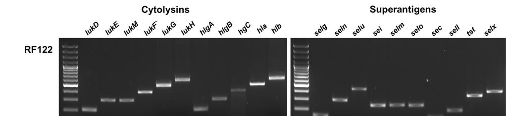 Supplemental Figure S5. PCR analysis of cytolysins and superantigens genes.
