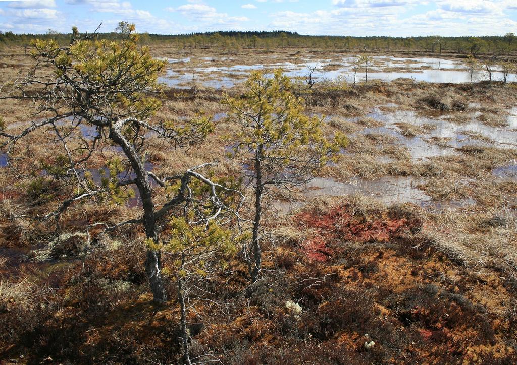 Kuva: Satu Kankaanpää Ely-keskuksen luonnonsuojeluviranomaiset vastustivat Varisnevan turvelupaa vedoten suon vähintään alueellisesti merkittäviin luontoarvoihin ja uuden turvetuotantoalueen