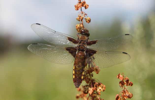 Litteähukankorento Kylämojan varrella Lentokentän itäpuolella. Kulkusyyskorennon (Sympetrum fonscolombii) naaras 5.9.2013